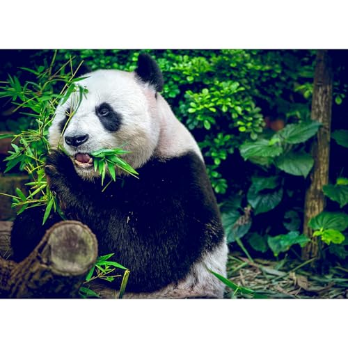 Puzzle 1000 Teile,Puzzle Erwachsene, EIN Herausforderndes Rätsel,Puzzlespiele für Die Ganze Familie,Geschenke für Frauen,Geschenke für Männer,Thema:Panda von MOJIGE