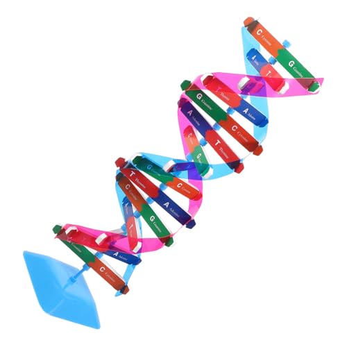 MOLUCKFU 1 Satz DNA-Modell Science Toys Wissenschaftliches Biologiespielzeug Gehirnmodell Werkzeug schaufensterpuppe DIY Doppelhelix-Modell wissenschaftliches Lernspielzeug Metall von MOLUCKFU