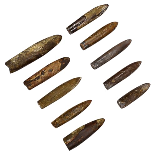 MOLUCKFU Fischpfeil Steinfossil fossilien paläontologie Dekoration verkleidung Lehrmaterial Decor Ornament für Kinder Orthoceras-Anzeige Probe Gehirnspielzeug Tischschmuck Lehrexemplar Erz von MOLUCKFU