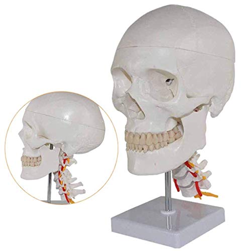 Lehrmodell, menschliche Anatomie, Schädel-Modell, menschliche Anatomie, wissenschaftliche Modelle, medizinischer Unterricht, zervikale Nervenskelett-Trainingshilfe, PVC-Material, Biologie, von MOLVUS