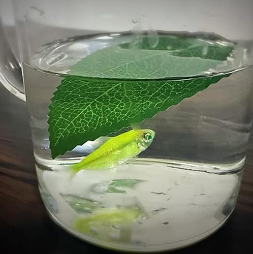 MOMOMAGE Leaf to Fish Magic Tricks for Magicians Leaf Vanishes to Fish Appearing Visual Change Magic Stage Production Illusions Gimmicks Props MOMOMAGE Leaf to Fish Magic Tricks for Magicians Leaf Vanishes to Fish Appearing Visual Change Magic Stage Production Illusions Gimmicks Props von MOMOMAGE