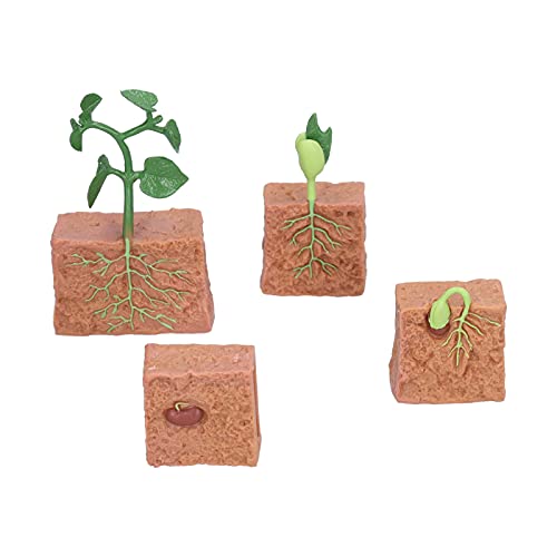 Pflanzenwachstum Zyklus Spielzeug Realistische Detaillierte Bohnen Wachstum Bühnenmodell Bildungslernwerkzeug für Schulkinder Kunststoffmaterial Pflanzenwachstum Zyklus Spielzeug Realistische Detaillierte Bohnen Wachstum Bühnenmodell Bildungslernwerkzeug für Schulkinder Kunststoffmaterial von MRSTORY