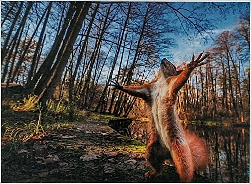 Puzzle 1000 Teile Squirrel Eichhörnchen 69x51 cm Wald Natur Gehirntraining von MT Majami