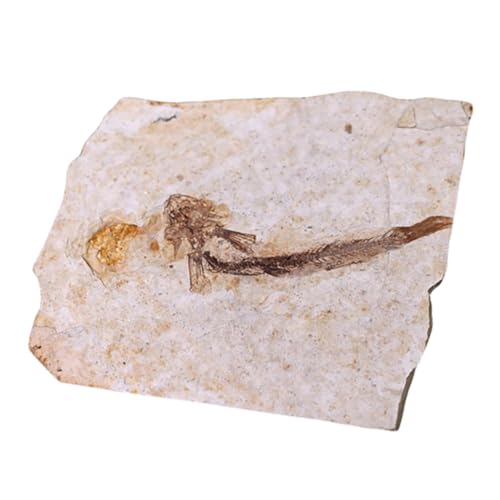 MUCKLILY Fossilierter Fisch Probe Paläontologie Lehrmittel Fossilien Sample Wissenschaftliches Lehrwerkzeug für Schüler und Labor Dekoration ohne Ständer MUCKLILY Fossilierter Fisch Probe Paläontologie Lehrmittel Fossilien Sample Wissenschaftliches Lehrwerkzeug für Schüler und Labor Dekoration ohne Ständer von MUCKLILY