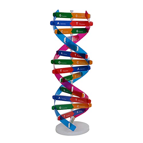 MULAIDI Vorschulpädagogisches Puzzle Lernspielzeug Biologische Wissenschafts Kits 3D DIY Menschliches DNA Modell Genetische Struktur Kinder Geschenk Montessori Spielzeug Mathematik Pädagogisch von MULAIDI