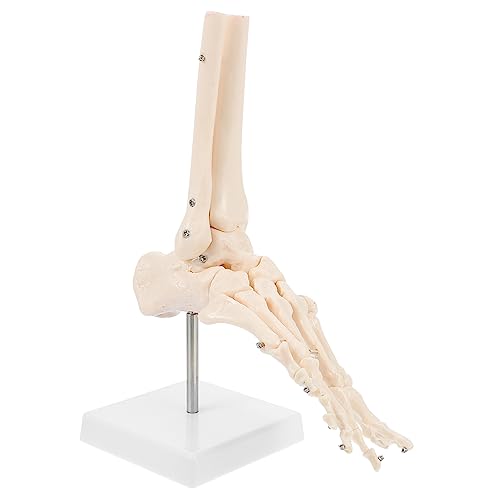 MUSISALY 1: Fußskelettmodell Fußmodell Zum Unterrichten Pvc-fußgelenkmodell von MUSISALY