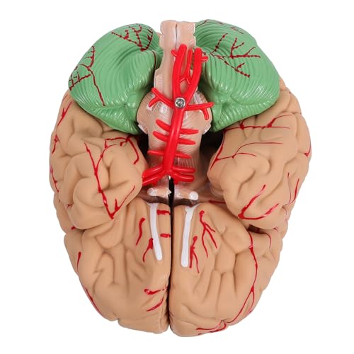 MUSISALY 1 Stk Gehirnmodell Wissenschaftsmodell menschliches Gehirn Modell der Gehirnanatomie Modell des menschlichen Körpers Puppe Mann-Gehirn-Modell anatomisches Modell PVC Rosa von MUSISALY