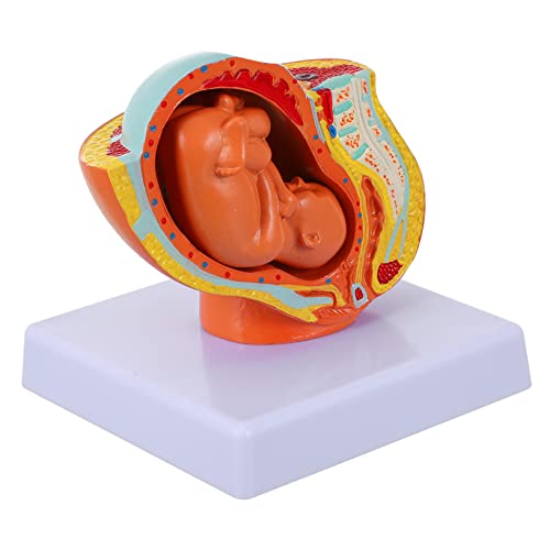 MUSISALY 1Stk Embryomodell Uterus-Fötus-Modell Anatomie des Plazentamodells schaufensterpuppe weiblich Schwangerschaftsmodell Neun-Monats-Embryonenmodell anzeigen Vollzeit-Fötus-Modell PVC von MUSISALY