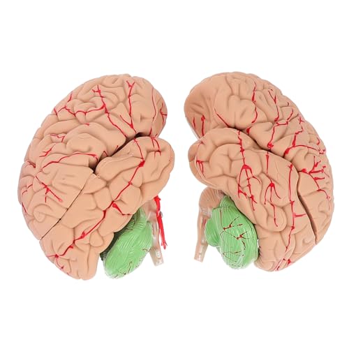 MUSISALY 1Stk Modell der Gehirnanatomie gefälschtes Gehirnmodell Modell der anatomischen Organe Anatomisches Gehirnmodell Gehirn Lehrmodell schaufensterpuppe Lehrgehirnmodellgestell PVC von MUSISALY