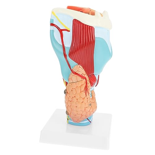 MUSISALY Halsmodell die ärztin ärztekrepp schuler schooter schulm tuchent sehhilfe Basis stule die schule de Modell der Halsanatomie anatomischer Apparat Modell des menschlichen Halses PVC von MUSISALY