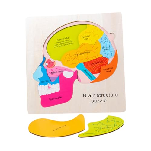 MUSISALY Holzspielzeug Gehirnpuzzle für Mehrschichtiges Gehirnstruktur Puzzle Kognitives Montessori Lernspielzeug Motorik Form Farberkennung Vorschulspielzeug MUSISALY Holzspielzeug Gehirnpuzzle für Mehrschichtiges Gehirnstruktur Puzzle Kognitives Montessori Lernspielzeug Motorik Form Farberkennung Vorschulspielzeug von MUSISALY