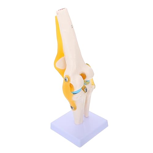 MUSISALY Kniemodell menschliches Kniegelenk knie modell Puppe Kniegelenk Lehrmodell Kniegelenk Skelettmodell Kniegelenkmodell für den Unterricht Simulation Kniegelenkmodell PVC von MUSISALY