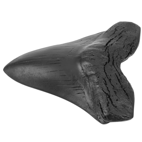 MUSISALY Replik eines echten Haifischzahns authentischer großer Haifischzahn zur Modelldekoration Probenausstellung MUSISALY Replik eines echten Haifischzahns authentischer großer Haifischzahn zur Modelldekoration Probenausstellung von MUSISALY