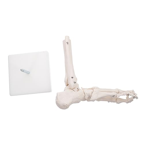 MUSISALY Modell des Fußgelenks Skelett 3D-Anatomie Menschliches Gelenkmodell Skelettfußmodell Fußgelenkmodell Fußknochenmodell Sprunggelenkmodell aus Kunststoff anatomisches Modell PVC Weiß von MUSISALY