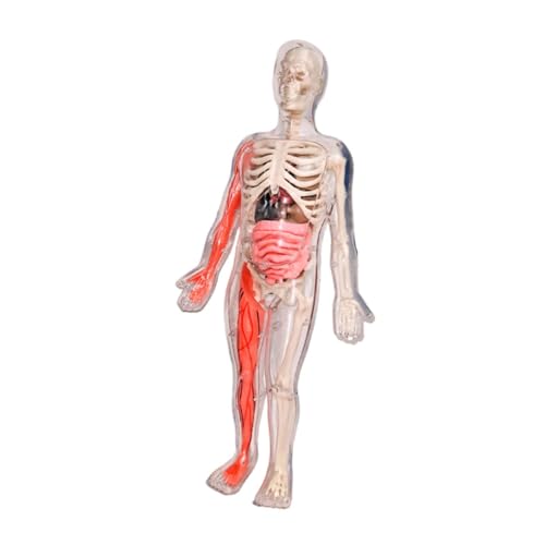 MagiDeal Menschliches Körpermodell für Kinder Skelettmodell Kinder Interactive Science Kit, 3D -Anatomie -Figur leuchten im dunklen Knochen für die Vorschule von MagiDeal