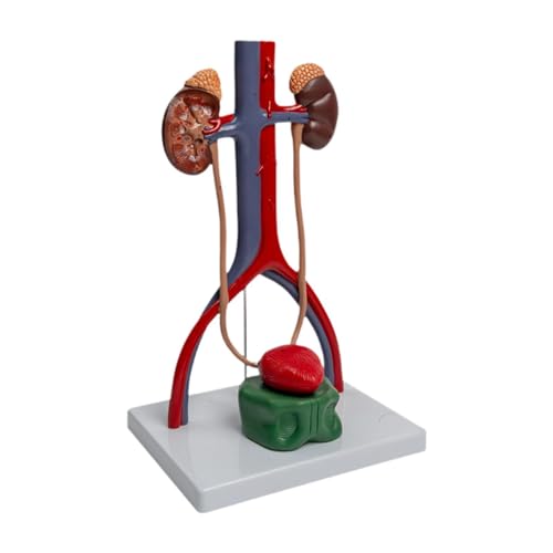 MagiDeal Urogenitalsystem Modell Demonstrationsmodell Biologie Lehrspielzeug Teaching Aid Requisiten Bildungsinstrument für Jungen und Mädchen Geschenk von MagiDeal