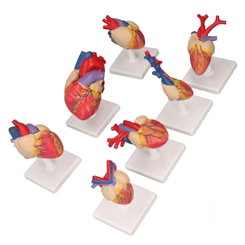 Lebensgröße Herzmodell, 7pcs Herzanatomie mit Unterstützung der Basis Lebensgröße PVC Menschliches Herzmodell für Kinderprofis, Modelltiere von Marhynchus