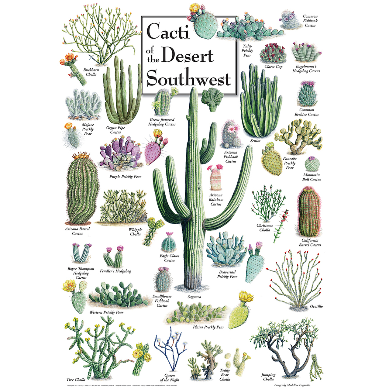 Master Pieces Cacti of the Desert Southwest 1000 Teile Puzzle Master-Pieces-71972 Master Pieces Cacti of the Desert Southwest 1000 Teile Puzzle Master-Pieces-71972 von Master Pieces