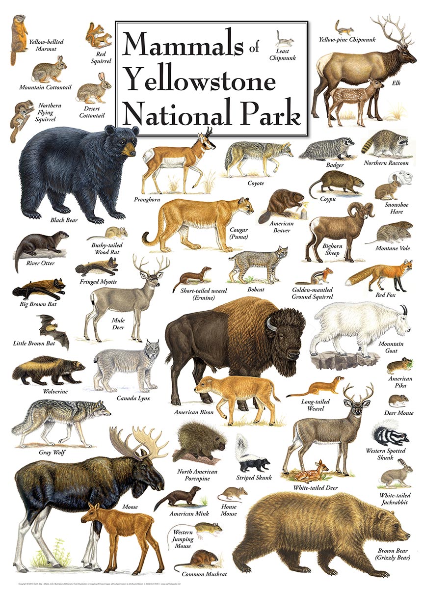 Master Pieces Mammals of Yellowstone National Park 1000 Teile Puzzle Master-Pieces-71974 von Master Pieces