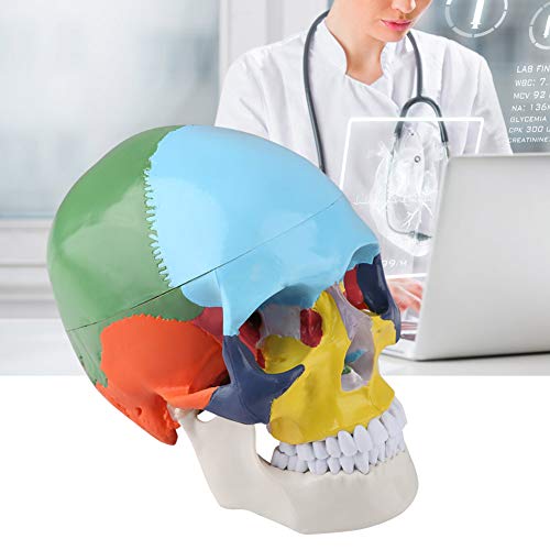 Teach Instrument Colored Human Skull Model Jaw Bewegen Natürlich Lebensgroße Erwachsenenschädelmodell für Forschungslabor von Matybobe