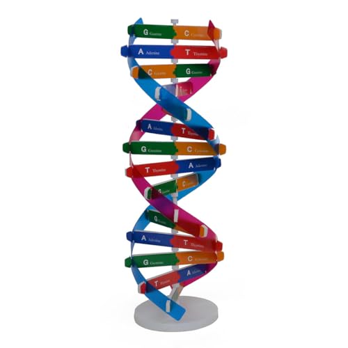 Metalakaer Menschlichen Gen DNA Modelle, Biologie DNA Modell Doppel Helix Wissenschaft Popularisierung Lehrmittel für Kinder Erwachsene von Metalakaer