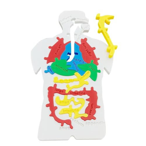 Mihauuke Human Body Puzzle Modell,Menschliches Verdauungssystem Puzzle Deko | Lehrreiches Biologie Lernspielzeug Für Mädchen Schüler Lehrer Mihauuke Human Body Puzzle Modell,Menschliches Verdauungssystem Puzzle Deko | Lehrreiches Biologie Lernspielzeug Für Mädchen Schüler Lehrer von Mihauuke