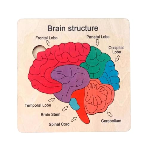 Milageto Hölzernes Gehirnpuzzle, Gehirnstruktur-Puzzle, Lehrhilfe, Vorschulspiel, Frühlernspielzeug, Lernspielzeug für Kinder im Alter von 3, 4, 5, 6 von Milageto