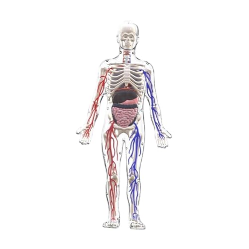 Milageto Modell des menschlichen Körpers für, Anatomiefigur, Organe, Lernspielzeug, interaktives Wissenschaftsset, Lernhilfen für Schüler ab 8 Jahren Milageto Modell des menschlichen Körpers für, Anatomiefigur, Organe, Lernspielzeug, interaktives Wissenschaftsset, Lernhilfen für Schüler ab 8 Jahren von Milageto