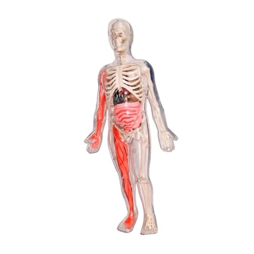 Milageto Puzzle -Kits für menschliche Körper, Körperteile, 3D -Puzzle entfernbare Organe, 3D -Anatomie -Figur, Skelettmodell für das Unterrichten von Hilfe von Milageto