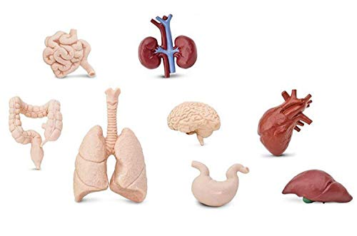 Miniblings 7X Miniatur Organe Set – Medizinische 3D-Modelle menschlichen Organe – Herz, Gehirn, Lunge, Nieren und mehr - Medizin Anatomie Arzt von Miniblings