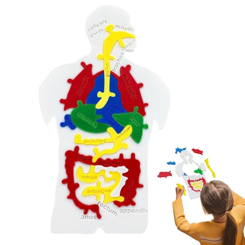 Misaakoeq Puzzle Vom Menschlichen Körper - Menschliche Innere Organe Puzzle Modell,Lehrreiches Biologie Lernspielzeug Für Mädchen Schüler Lehrer Misaakoeq Puzzle Vom Menschlichen Körper - Menschliche Innere Organe Puzzle Modell,Lehrreiches Biologie Lernspielzeug Für Mädchen Schüler Lehrer von Misaakoeq