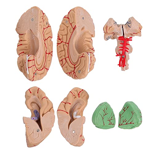 Mobestech 1 Stk Gehirnmodell menschlich für Die Neurowissenschaften Herz Miniatur Körper Organe Wissenschaftsmodell Mann-Gehirn-Modell anatomisches Modell PVC Rosa von Mobestech