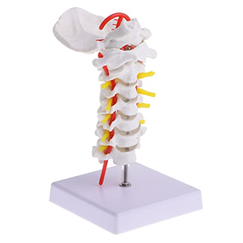 Mobestech 1Stk Halswirbelsäule mit Halsschlagader Geräte menschlich Nacken anatomisch Skelettmodell Wirbelsäulenmodell Halswirbelmodell PVC-Rückenmodell Biologie zervikales Modell Lehrstütze von Mobestech