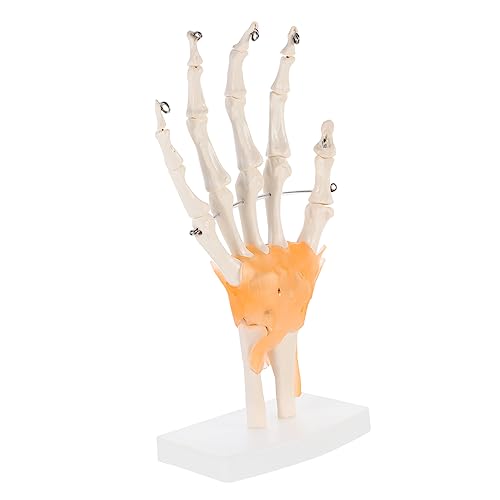 Mobestech 1Stk Mannequin Medizinisches Skelettmodell human body anatomy model Human anatomy model werkzeug medizinische Lehrmittel Menschliches artikulierendes anatomisches Modell von Mobestech