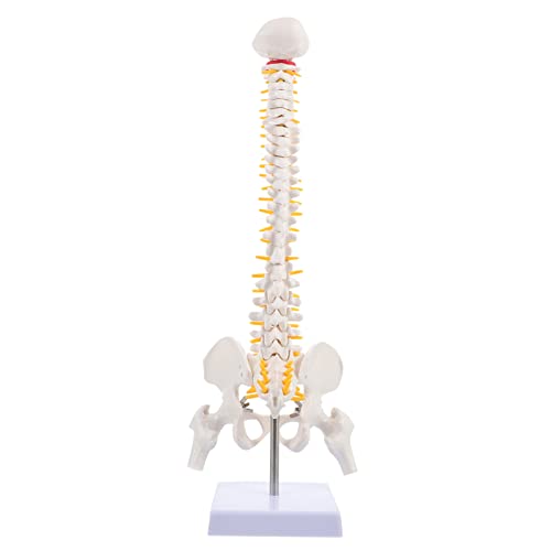 Mobestech 1Stk Modell der menschlichen Wirbelsäule Körper molekular Steißbein-Modell Organ human body anatomy model rückenhalter Wirbelsäulenmodell Steißbein-Anatomie-Modell PVC von Mobestech