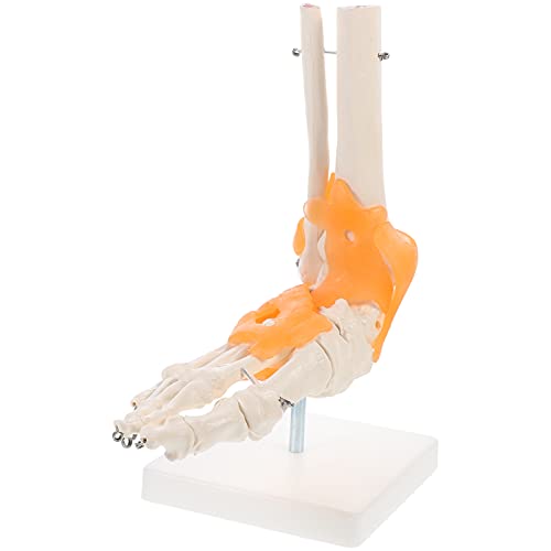 Mobestech 1stk Mannequin Becken- Modell Der Menschlichen Anatomie Dinosaurier Anatomie-demonstrationswerkzeug Anatomiemodell Wissenschaftliches Skelettmodell Figur Gemeinsam Ratte Körper Pvc von Mobestech