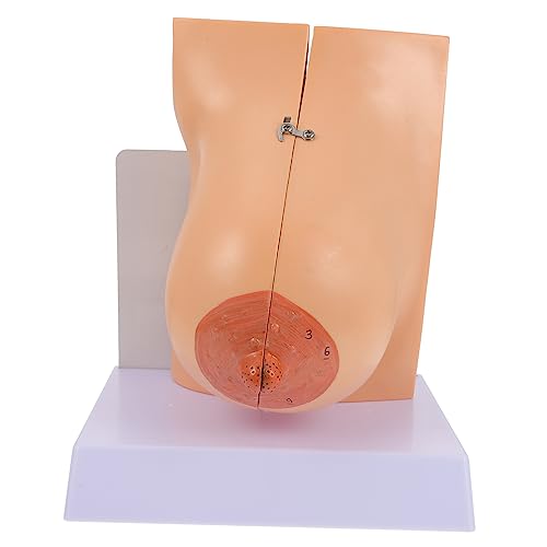 Mobestech 1stk Modell Der Brustanatomie Modelle Für Den Anatomieunterricht Weibliches Brustmodell Aus Silikon Anatomisches Modell Der Menschlichen Brust Puppe Körper Büro Pvc Spielzeug von Mobestech