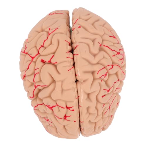 Mobestech 1stk Modell Der Gehirnanatomie Anatomie Schädelmodell Menschlich Display-modell Des Gehirns Bausatz Anatomiemodell Gefälschtes Gehirnmodell -zeug Verrückt Pvc von Mobestech