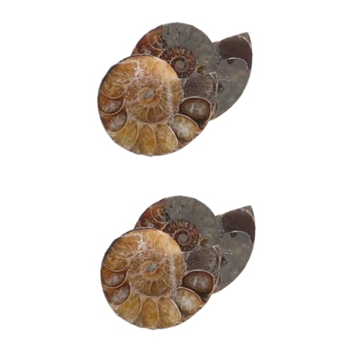 Mobestech 2 Sätze Fossile Muschel Modelle Zum Spaß Modelle Schmuck Ammonitenmodelle Als Modelle Für Kinder Modelle Zur Dekoration Natürliches Muschelfossil Dark Brown 2 Stück * 2 von Mobestech