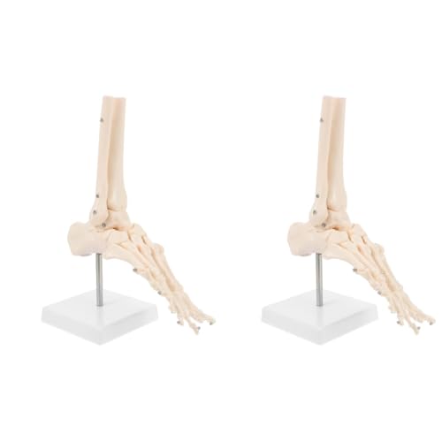 Mobestech 2 Stk Fuß Anatomie Modell Anatomie Anatomiemodell Skelett Menschlich Molekular Fußknochenmodell Fußgelenkmodell Aus Kunststoff Sprunggelenkmodell Aus Kunststoff Pvc von Mobestech