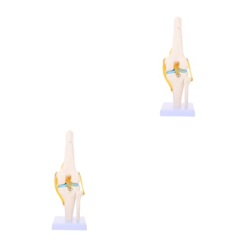 Mobestech 2St Kniemodell Modell der menschlichen Anatomie Größe Körper Kniegelenk Lehrmodell Kniegelenk Skelettmodell menschliches Kniegelenk Menschliches medizinisches Anatomiemodell PVC von Mobestech