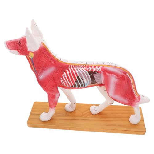 Mobestech 2st Akupunkturpunktmodell Für Hunde Plüsch Hund Hundemodelle Haustier Realistischer Hund Modell Anatomie 4d-anatomiemodell Für Hunde Hundeanatomiemodell Schulisches Lehrmittel Pvc von Mobestech