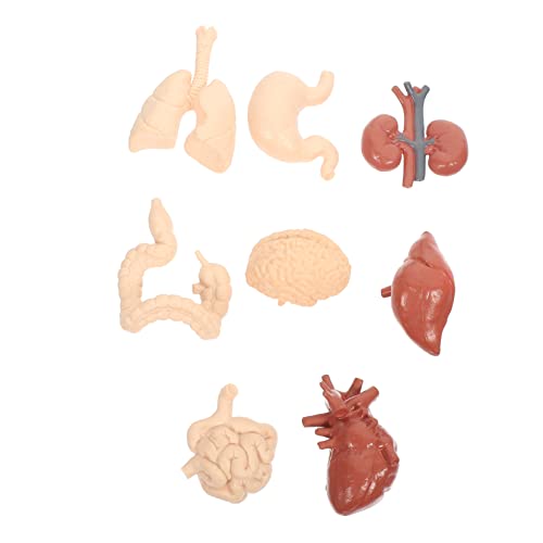 Mobestech 3 Sätze Menschliches inneres Organmodell Unterrichtsmaterialien für die Schule Werkzeug für kindergeschenke menschliches Lehrmittel Schulunterrichtsmaterialien PVC von Mobestech