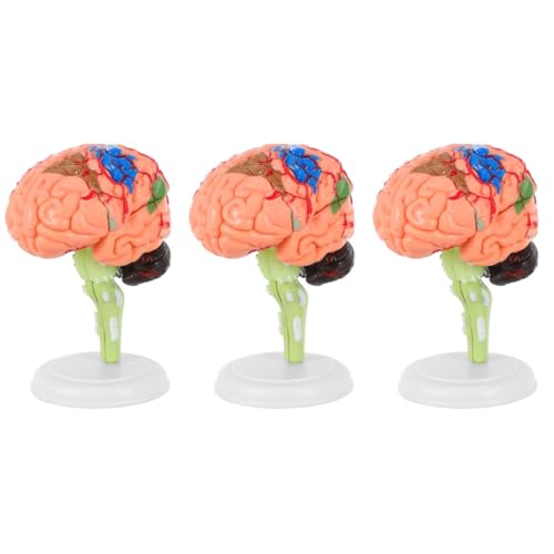 Mobestech 3 Stk Experimentelle Lehrmedizin schulsachen schulzeug menschlich Neurowissenschaften Puzzle Anatomiemodell Studie Luft Herz Anatomie Gehirnmodell Zusammengebautes Gehirnmodell PVC von Mobestech