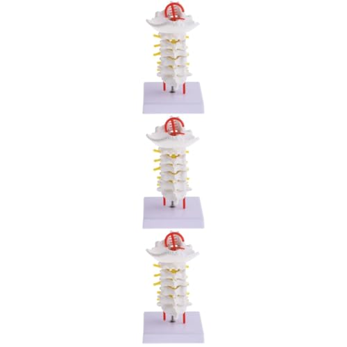 Mobestech 3 Stk Halswirbelsäule mit Halsschlagader Gehirn Wirbelmodell anatomisch Bausatz Nacken Geräte Wirbelsäulenmodell Lehrstütze medizinisches Lehrmittel Humanmedizinisches Modell PVC von Mobestech