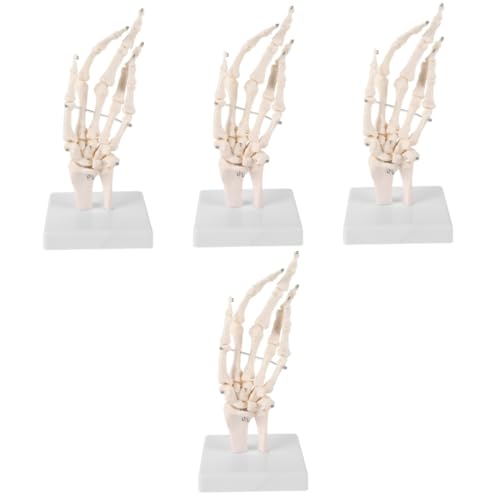 Mobestech 4 Stück Handknochengelenkmodell Menschliches Handgelenkmodell Medizinisches Anatomisches Modell Labor-tool Labs-modellbasis Handknochenmodell Handskelettmodell Weiß Pvc von Mobestech