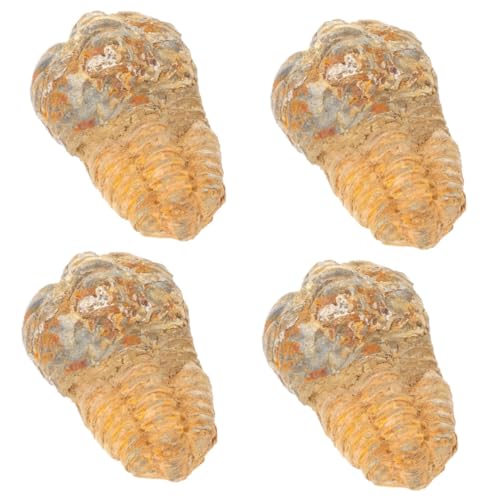 Mobestech 4 Stück Trilobiten Paläontologie Schmuck Trilobiten Requisiten Kinder Dekoration Lehrprobe Trilobiten Schwanzfelsen Set Echtes Modell Pädagogische Verzierung Klassenzimmer von Mobestech