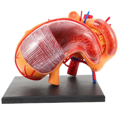 Mobestech 4D Magen Anatomisches Modell Lehrmittel Für Anatomie Demonstrationen Schulen Detailliertes Magen Und Organmodell Für Die Medizinische Ausbildung Und Kindliche Bildung 1 von Mobestech