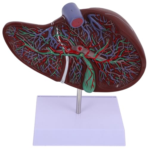 Mobestech Anatomisches Modell der Leber Lebermodell des menschlichen Körpers Anatomie des Körpermodells Anatomisches Lebermodell Gallenblasenmodell medizinisches Lebermodell anzeigen Plastik von Mobestech