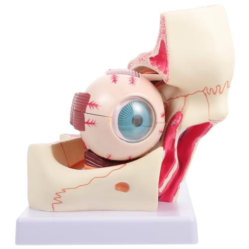 Mobestech Augenmodell Anatomie Des Augapfels Menschliches Auge Modell Anatomischer Apparat Modell Des Menschlichen Augapfels Medizinisch-pathologisches Modell Vergrößertes Augapfelmodell Pvc von Mobestech